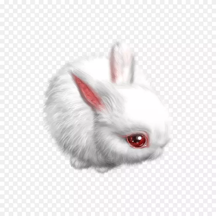家养野兔小白兔