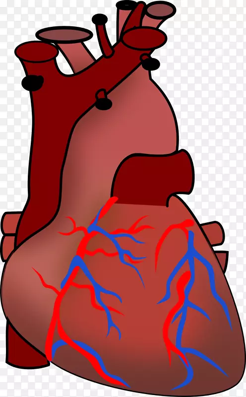心脏解剖人体剪贴画