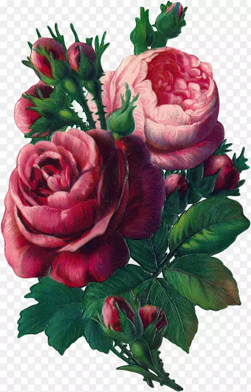 玫瑰花束红色剪贴画-玫瑰