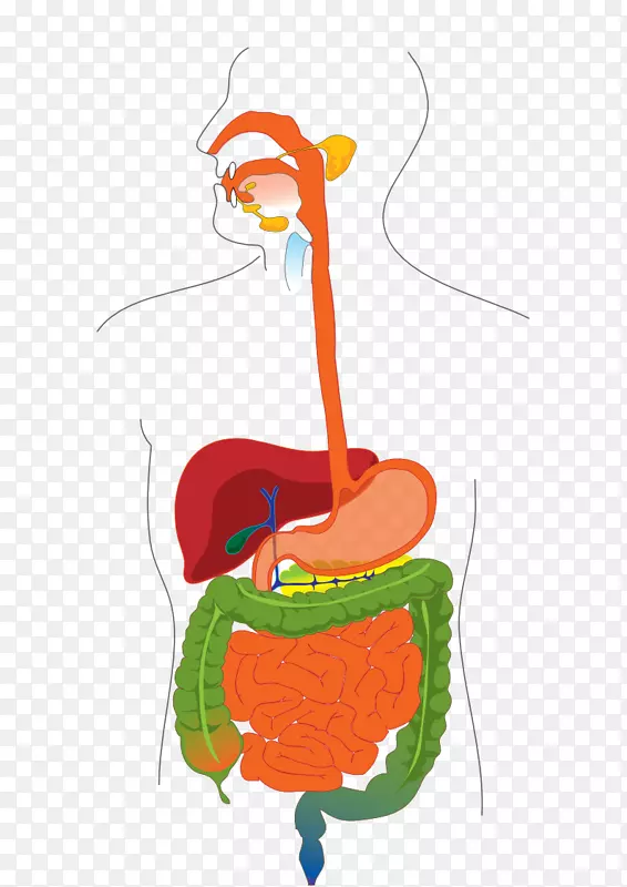 消化道人类消化系统图消化小肠-腹部