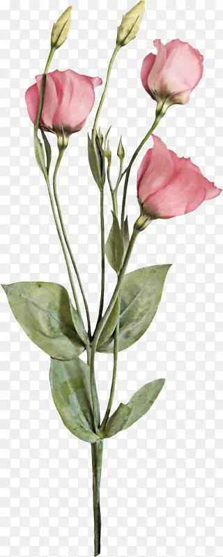 花园玫瑰，蜈蚣玫瑰，切花，芽，植物茎-浪漫的粉红色花