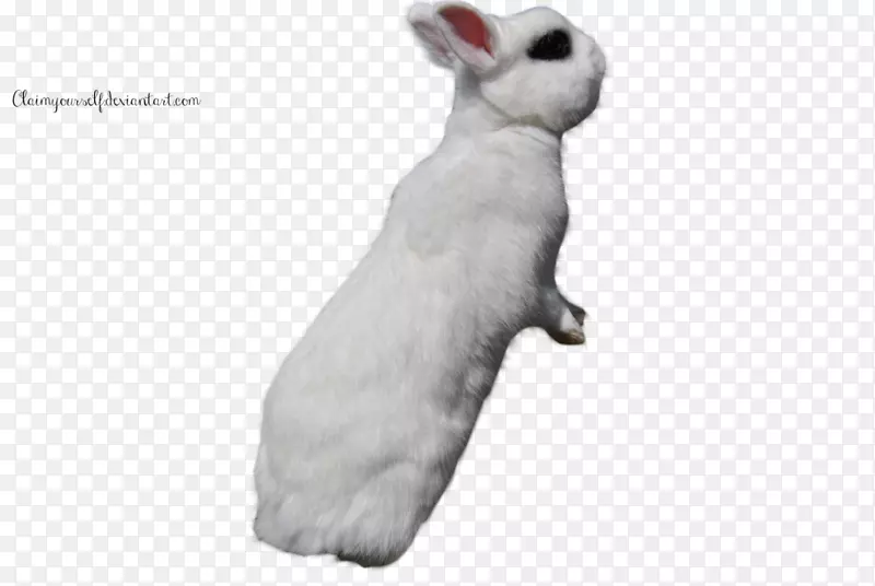 家养白兔复活节兔