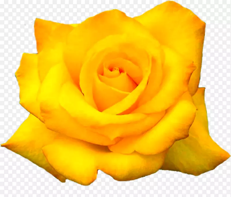 德克萨斯州的黄玫瑰桌面壁纸-花