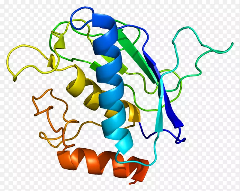基质金属蛋白酶mmp 16细胞外基质蛋白多糖-颅骨