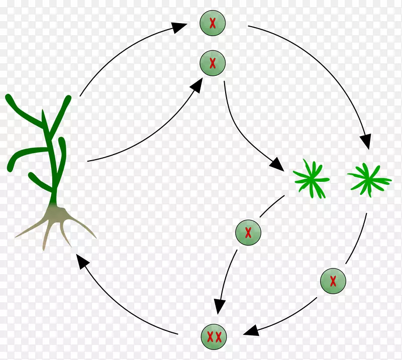 海藻生物生命周期多细胞生物繁殖-生命来源