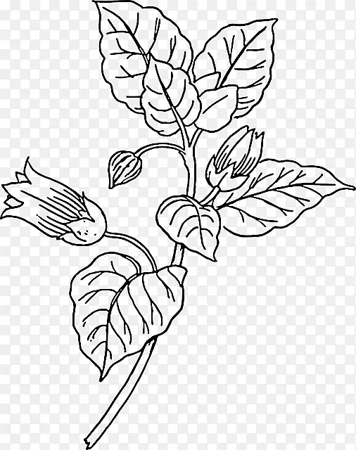 颠茄画头和手剪贴画.植物线条