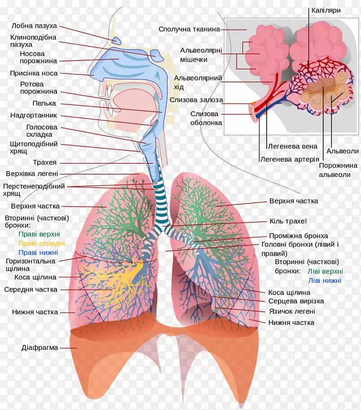 气体交换呼吸系统人体肺泡呼吸-呼吸