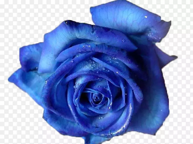 蓝色玫瑰剪贴画-玫瑰