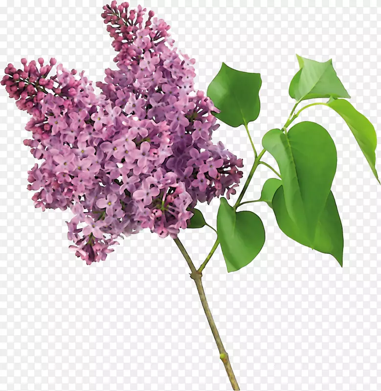 紫丁香灌木花园丁香