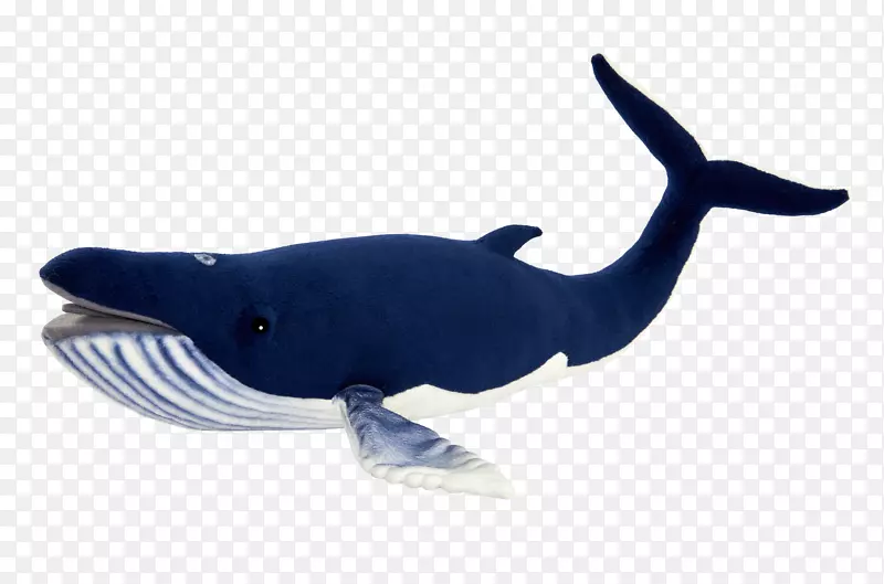 粗齿海豚水生动物鲸鱼海洋生物-鲸鱼