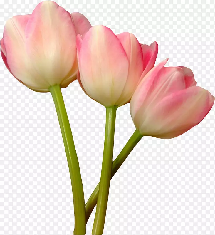 郁金香粉色花园玫瑰花-白色郁金香