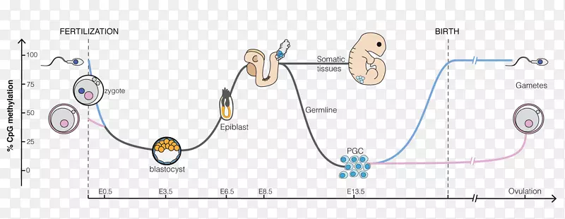 DNA甲基化重编程胚胎发生-生殖细胞