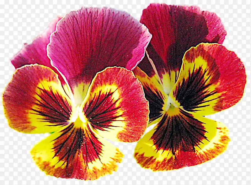 潘西紫一年生植物花瓣-紫罗兰