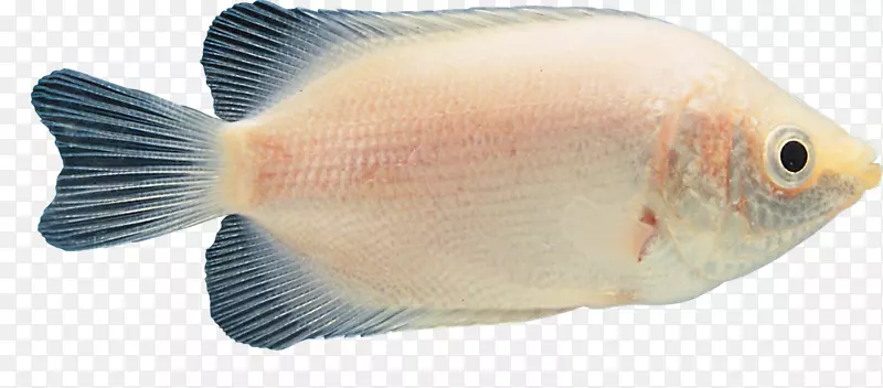 罗非鱼观赏鱼热带鱼-九条鱼