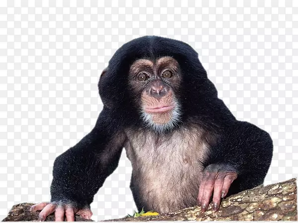 大猩猩物质文化：对人类进化的启示罕见动物稀有物种-大猩猩