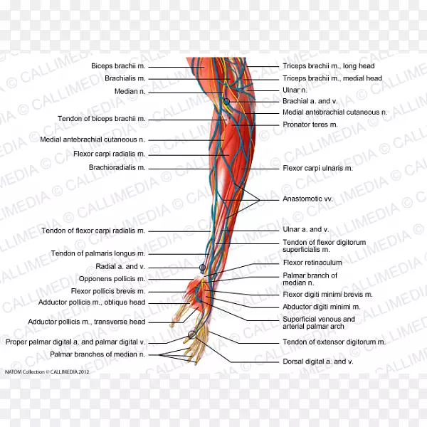 神经肌肉前臂解剖-毛