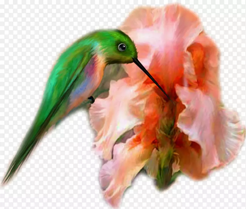 蜂鸟(我画的是科贾利省的喙)-卡通鸟，花。