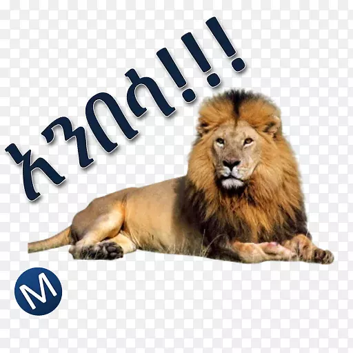 东非狮子猫科电脑图标剪贴画
