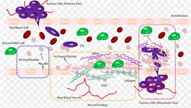 血小板前列环素癌循环肿瘤细胞纤维蛋白绿色异基因癌细胞