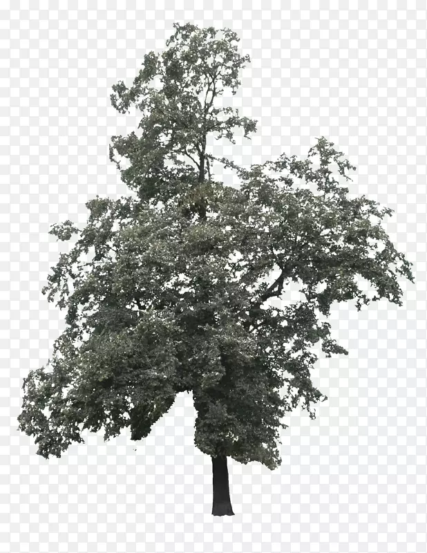 橡树-一棵大树