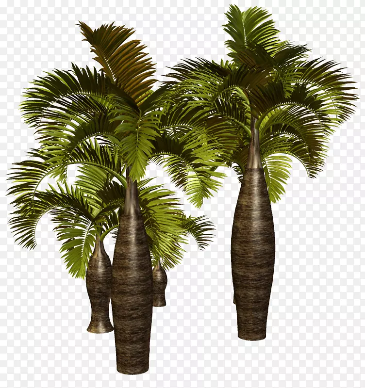亚洲棕榈、槟榔科树、剪贴画树