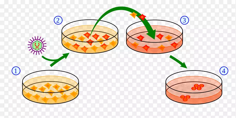 诱导多能干细胞胚胎干细胞多能性-三眼病毒细胞