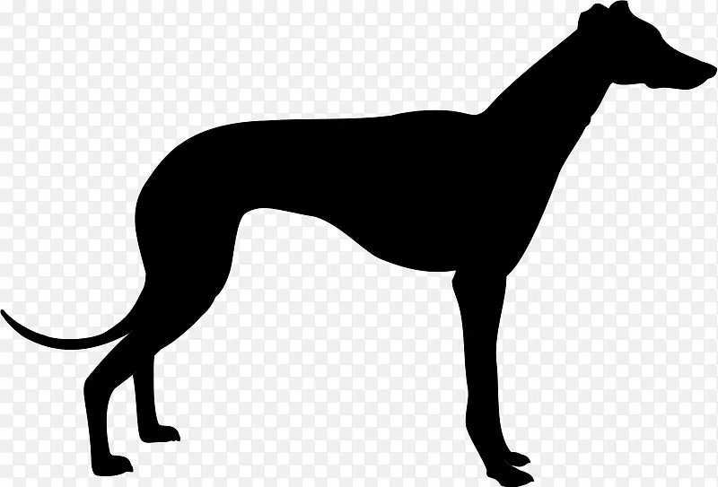 灰猎犬线，鞭打阿富汗猎犬，意大利灰狗