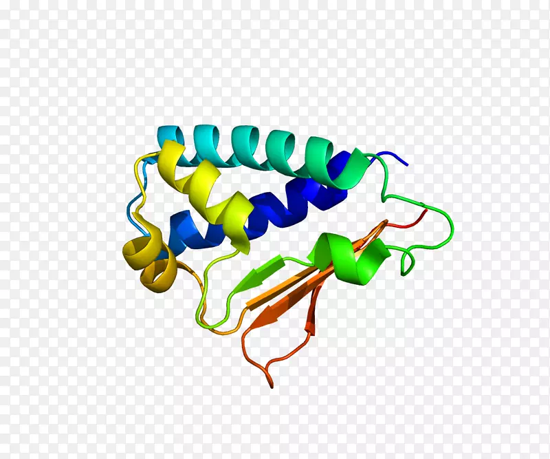 btg 2蛋白细胞周期基因btg家族成员2