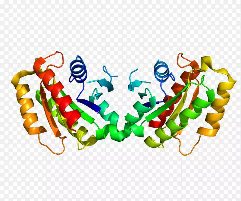 LRRK 2帕金森病蛋白富含亮氨酸的重复氨基酸