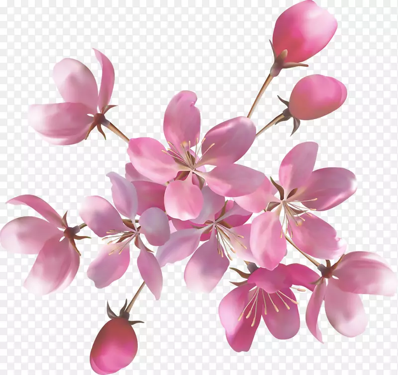 粉红色花朵玫瑰桌面壁纸-花