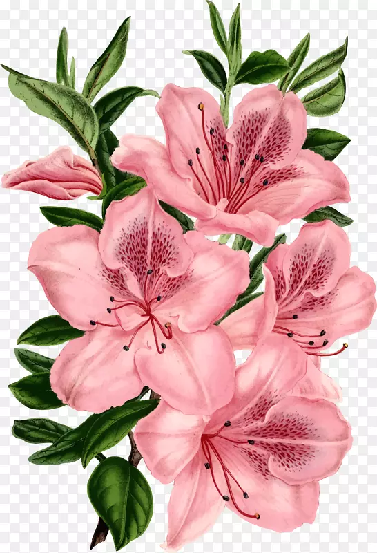粉红花卉剪贴画-花边