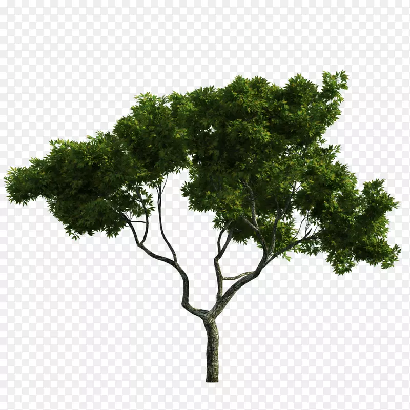 树干光栅图形生态设计-树