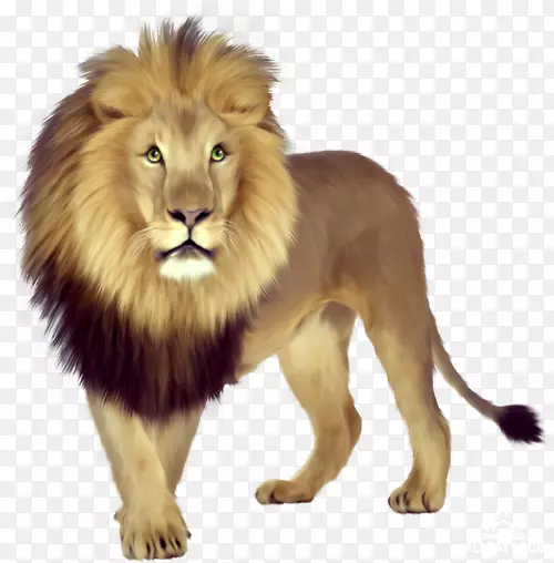 东非狮子幼崽老虎剪贴画-老虎