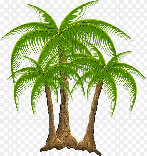 椰子科绿椰子