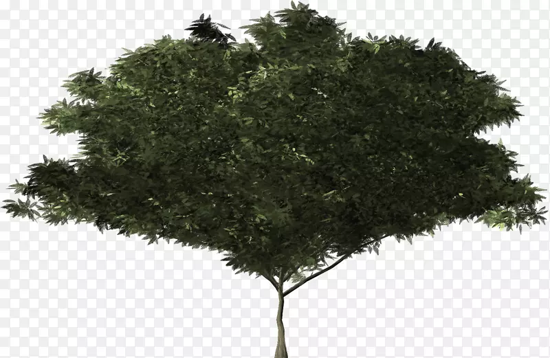 灌木植物学常绿树枝