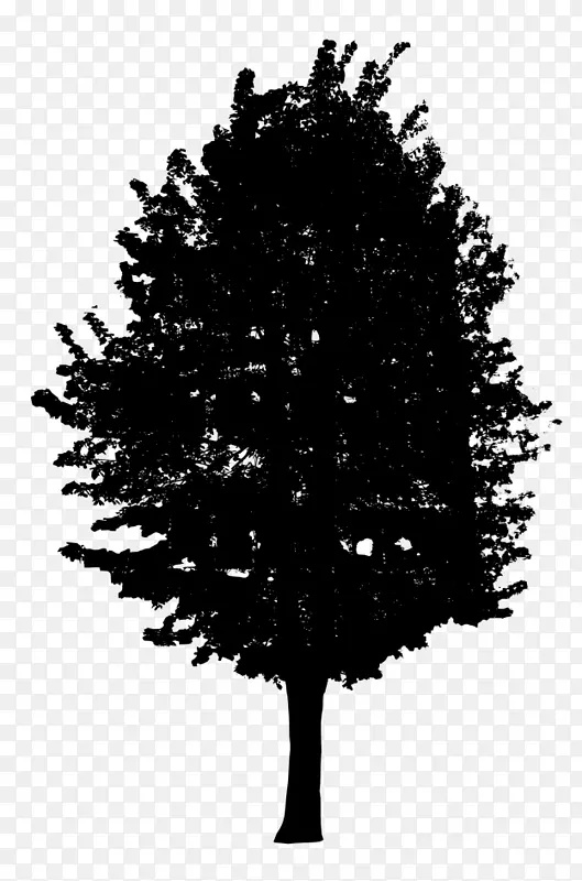 杉树黑白树