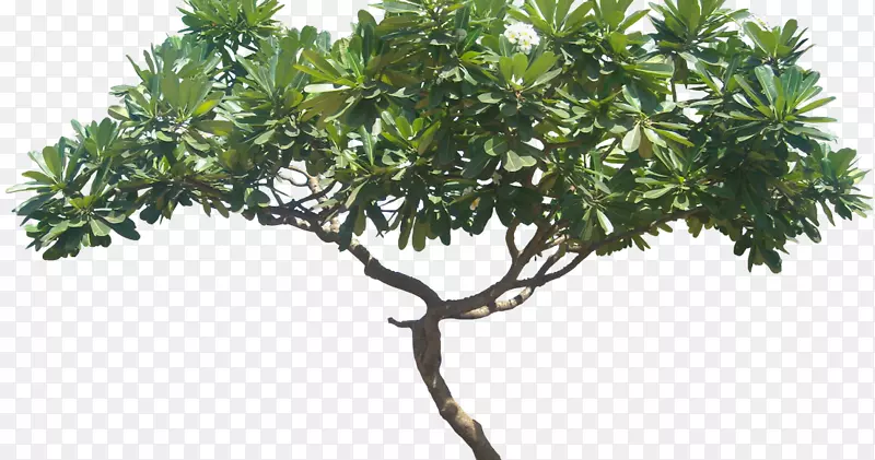 李杉属植物灌木