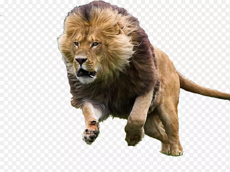 大猫科亚洲狮黑豹猫