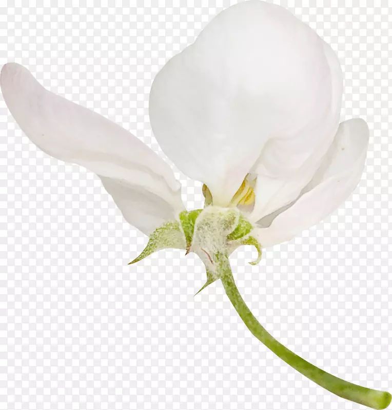 白花瓣插花艺术