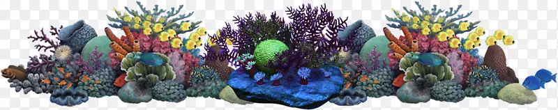 珊瑚礁水下灵芝海-海