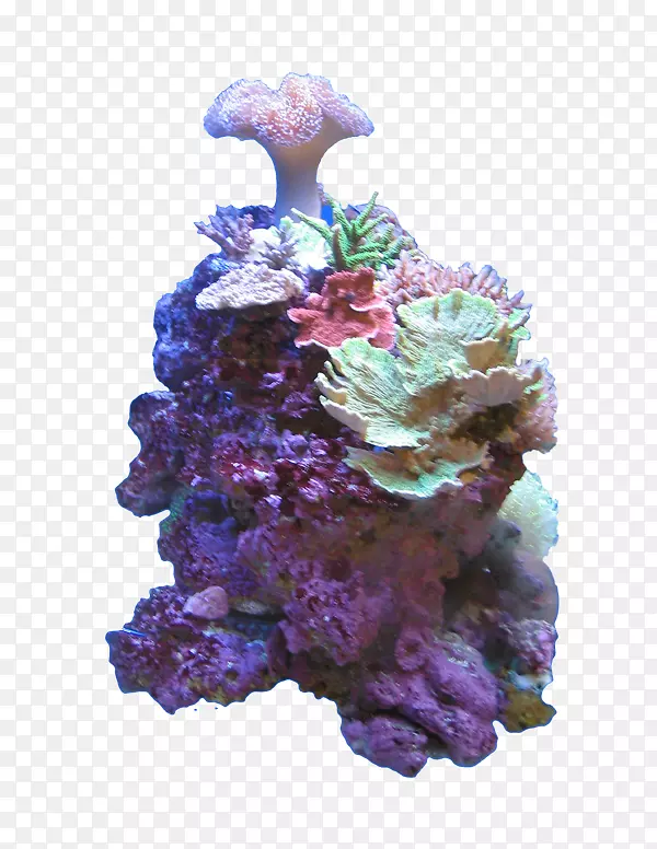 珊瑚色深水珊瑚海