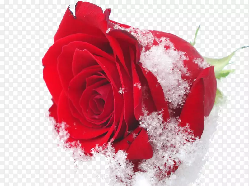 锦绣玫瑰在雪地玫瑰油冬-美丽的雪