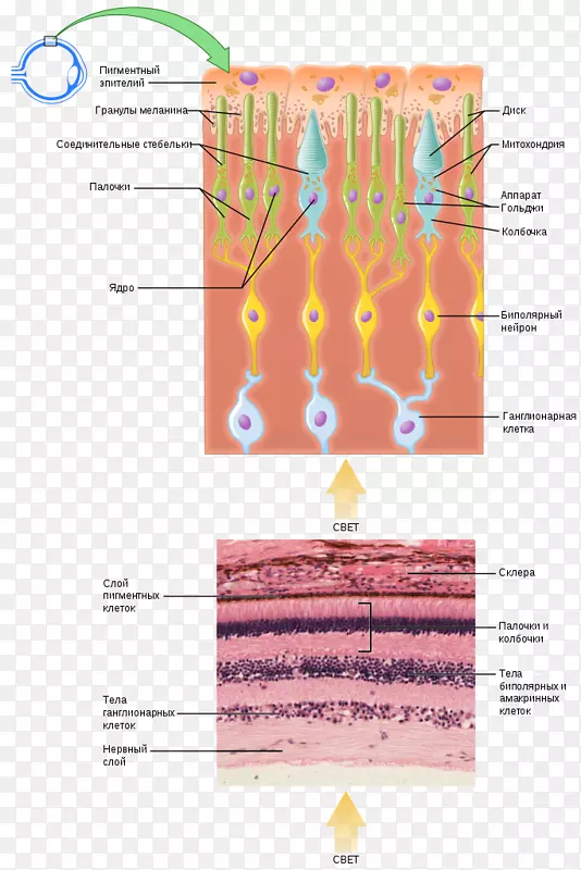 光感受器细胞光感受器蛋白杆细胞锥细胞视网膜