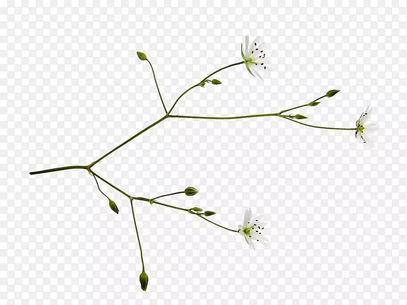 花卉百合信息植物茎-ppt边框