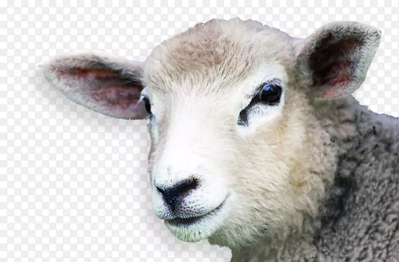羊业食品-羊肉创意