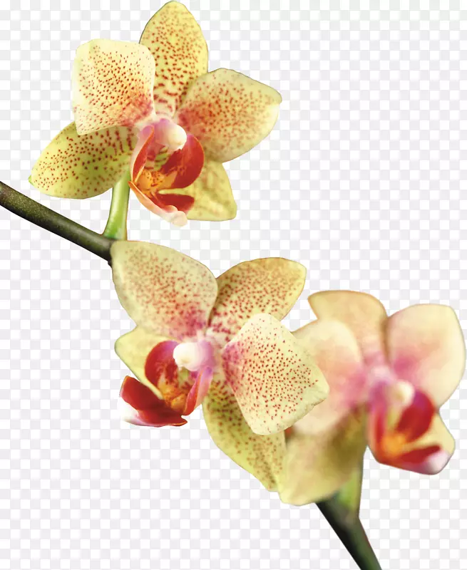 飞蛾兰花剪贴画-美丽的兰花相框