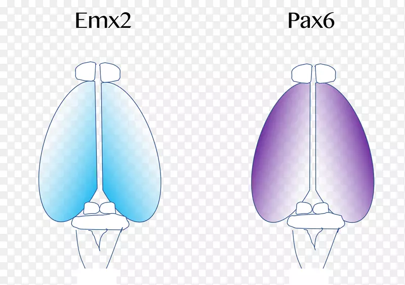 大脑皮层新皮层Pax6的表达