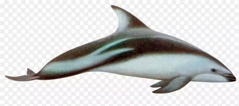 普通宽吻海豚短喙普通海豚图库溪粗齿海豚白嘴海豚跳跃海豚