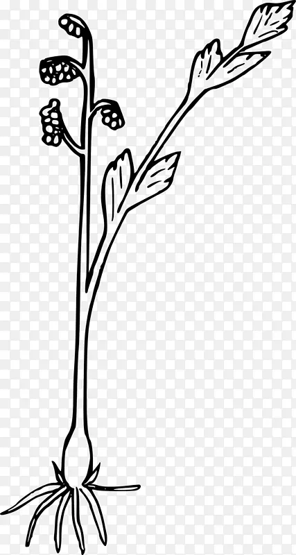 野花蕨类植物剪贴画.野花标题盒
