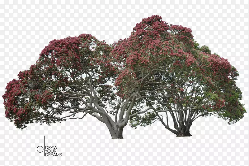 罗托鲁阿兰吉托岛圣诞树-绉桃树